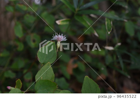 コウヤボウキ(高野箒)の花・レアな花 コウヤボウキ(高野箒)の花・レアな花 96435522
