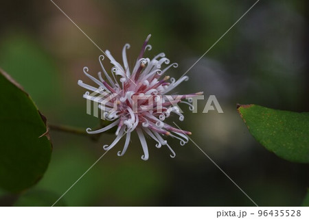 コウヤボウキ(高野箒)の花・レアな花 コウヤボウキ(高野箒)の花・レアな花 96435528