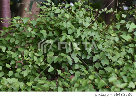 コウヤボウキ（高野箒）の花・レアな花 96435530