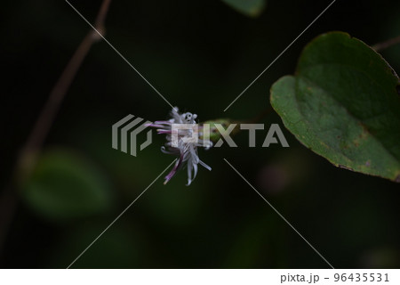コウヤボウキ（高野箒）の花・レアな花 96435531