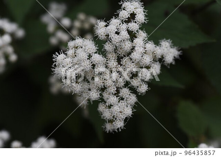 マルバフジバカマ(丸葉藤袴)の花 マルバフジバカマ(丸葉藤袴)の花 96435857