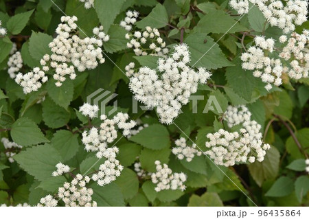 マルバフジバカマ（丸葉藤袴）の花 96435864