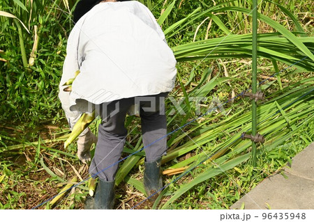 マコモダケ栽培・収穫作業 96435948