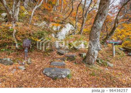 大山の鳥ヶ池の紅葉 鳥取県西伯郡大山町 大山の鳥ヶ池の紅葉 鳥取県西伯郡大山町 96436257