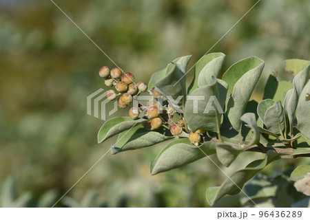 ハマゴウの花と実 96436289
