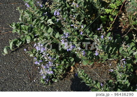ハマゴウの花と実 ハマゴウの花と実 96436290