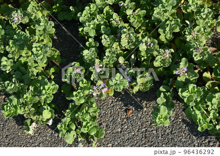 ハマゴウの花と実 96436292