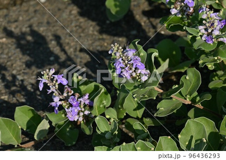 ハマゴウの花と実 ハマゴウの花と実 96436293