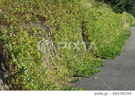 ハマゴウの花と実 96436294