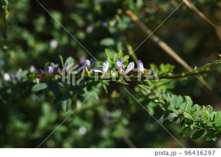 ハイメドハギの花 ハイメドハギの花 96436297
