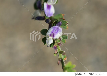 ハイメドハギの花 96436299