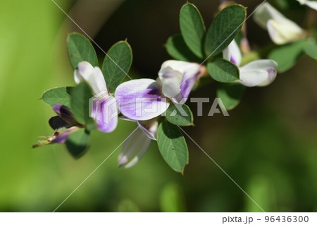 ハイメドハギの花 ハイメドハギの花 96436300