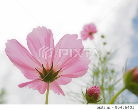 コスモスの花 96436403