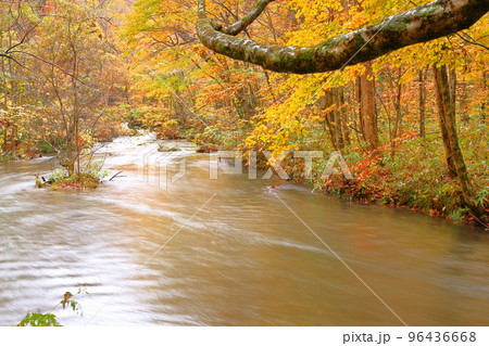 秋、紅葉の奥入瀬渓流 秋、紅葉の奥入瀬渓流 96436668
