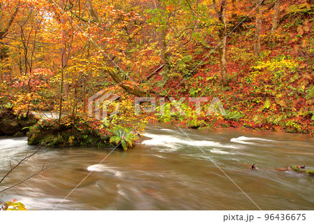 秋、紅葉の奥入瀬渓流 秋、紅葉の奥入瀬渓流 96436675