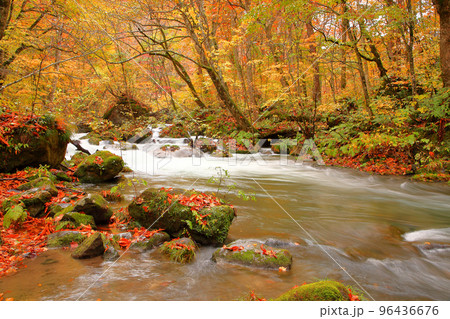 秋、紅葉の奥入瀬渓流 96436676
