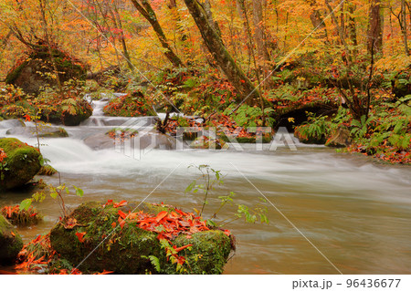 秋、紅葉の奥入瀬渓流 秋、紅葉の奥入瀬渓流 96436677