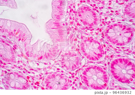 Backgrounds of Characteristics Tissue of Stomach Human, Small intestine Human, Pancreas Human and Large intestine Human under the microscope in Lab. Backgrounds of Characteristics Tissue of Stomach Human, Small intestine Human, Pancreas Human and Large intestine Human under the microscope in Lab. 96436932