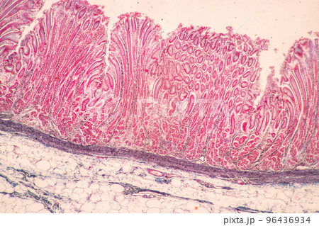 Backgrounds of Characteristics Tissue of Stomach Human, Small intestine Human, Pancreas Human and Large intestine Human under the microscope in Lab. 96436934