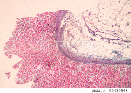 Backgrounds of Characteristics Tissue of Stomach Human, Small intestine Human, Pancreas Human and Large intestine Human under the microscope in Lab. Backgrounds of Characteristics Tissue of Stomach Human, Small intestine Human, Pancreas Human and Large intestine Human under the microscope in Lab. 96436943
