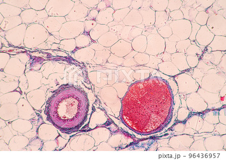 Backgrounds of Characteristics Tissue of Stomach Human, Small intestine Human, Pancreas Human and Large intestine Human under the microscope in Lab. Backgrounds of Characteristics Tissue of Stomach Human, Small intestine Human, Pancreas Human and Large intestine Human under the microscope in Lab. 96436957