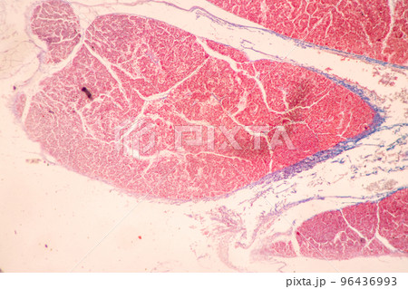 Backgrounds of Characteristics Tissue of Stomach Human, Small intestine Human, Pancreas Human and Large intestine Human under the microscope in Lab. 96436993
