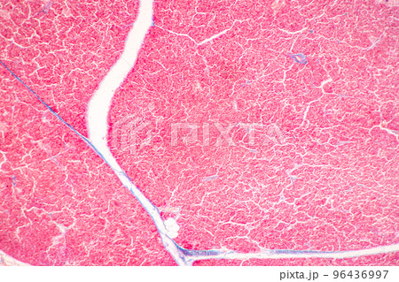 Backgrounds of Characteristics Tissue of Stomach Human, Small intestine Human, Pancreas Human and Large intestine Human under the microscope in Lab. Backgrounds of Characteristics Tissue of Stomach Human, Small intestine Human, Pancreas Human and Large intestine Human under the microscope in Lab. 96436997