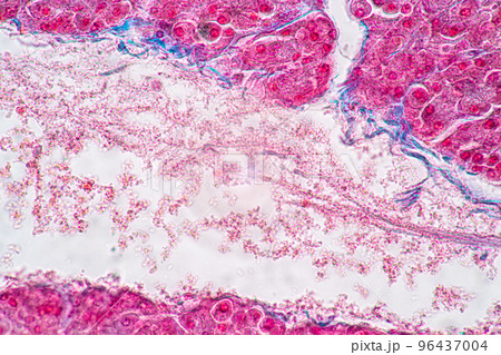 Backgrounds of Characteristics Tissue of Stomach Human, Small intestine Human, Pancreas Human and Large intestine Human under the microscope in Lab. 96437004