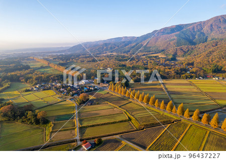 ドローン撮影｜紅葉の見ごろを迎えたメタセコイア並木道｜滋賀県高島市マキノ町 96437227