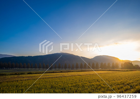 紅葉の見ごろを迎えたメタセコイア並木道と朝日の風景｜滋賀県高島市マキノ町 96437259