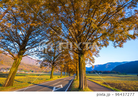 紅葉の見ごろを迎えたメタセコイア並木道と朝日の風景|滋賀県高島市マキノ町 紅葉の見ごろを迎えたメタセコイア並木道と朝日の風景|滋賀県高島市マキノ町 96437277