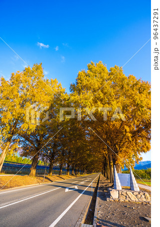 紅葉の見ごろを迎えたメタセコイア並木道と朝日の風景|滋賀県高島市マキノ町 紅葉の見ごろを迎えたメタセコイア並木道と朝日の風景|滋賀県高島市マキノ町 96437291