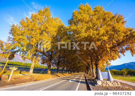 紅葉の見ごろを迎えたメタセコイア並木道と朝日の風景|滋賀県高島市マキノ町 紅葉の見ごろを迎えたメタセコイア並木道と朝日の風景|滋賀県高島市マキノ町 96437292