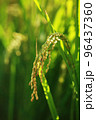 golden rice  under  the  sun  96437360