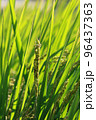 golden rice  under  the  sun  96437363