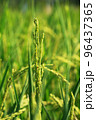 golden rice  under  the  sun  96437365