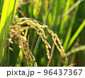 golden rice  under  the  sun  96437367