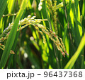 golden rice  under  the  sun  96437368