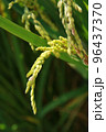 golden rice  under  the  sun  96437370