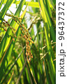 golden rice  under  the  sun  96437372
