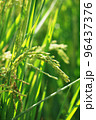 golden rice  under  the  sun  96437376