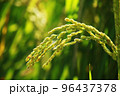 golden rice  under  the  sun  96437378