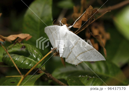 ウスキツバメエダシャク ウスキツバメエダシャク 96437570