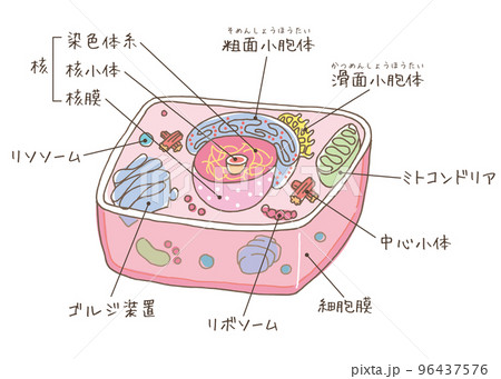 細胞のイラスト(名称・染色体糸) 細胞のイラスト(名称・染色体糸) 96437576