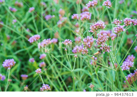 Flowers in nature Flowers in nature 96437613