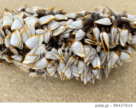 Small shells on the timber Small shells on the timber 96437614