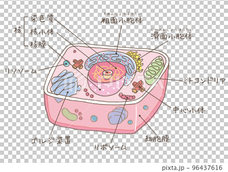 細胞のイラスト(名称・染色質) 細胞のイラスト(名称・染色質) 96437616