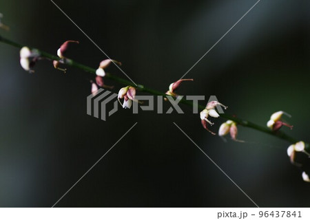 銀水引草 96437841