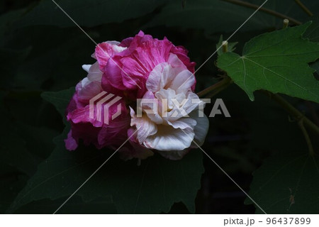 スイフヨウ（酔芙蓉）・朝昼夕で花色変化 96437899