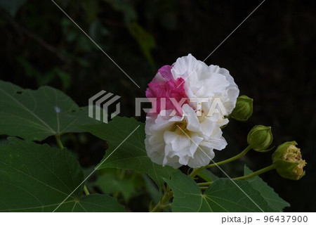 スイフヨウ(酔芙蓉)・朝昼夕で花色変化 スイフヨウ(酔芙蓉)・朝昼夕で花色変化 96437900